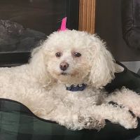 Trilby Animal Hospital ico