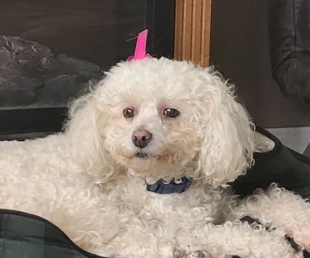 Trilby Animal Hospital