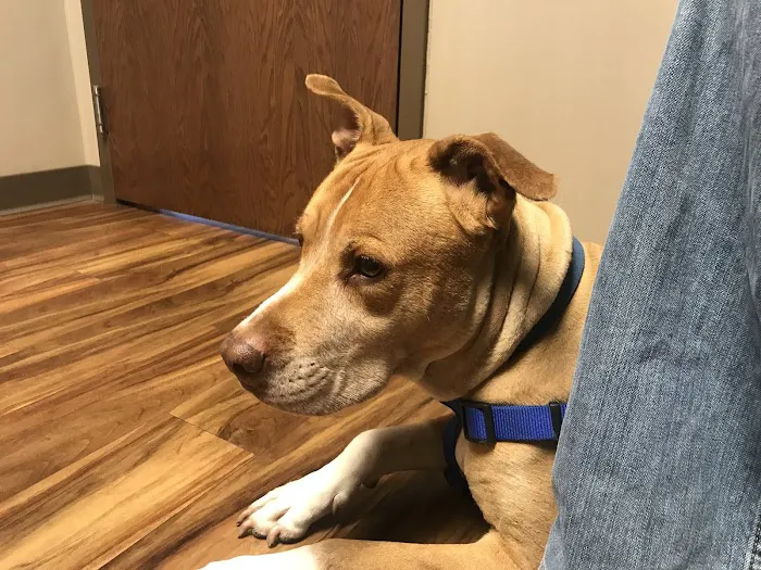 West Toledo Animal Hospital Picture 1