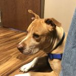 West Toledo Animal Hospital