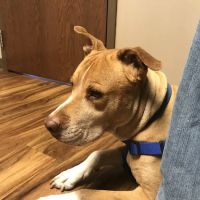 West Toledo Animal Hospital ico