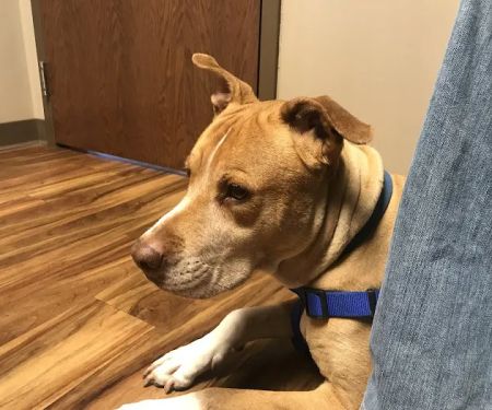 West Toledo Animal Hospital