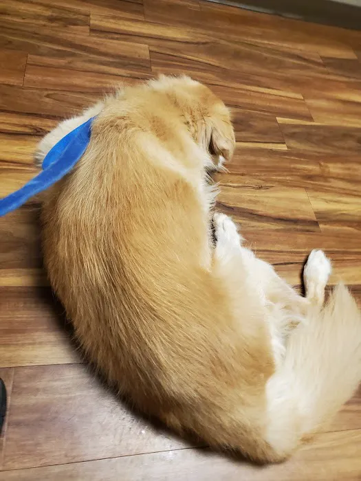 West Toledo Animal Hospital Picture 8