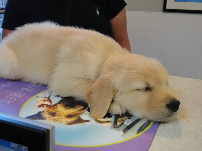 Graber's Animal Hospital Picture 2