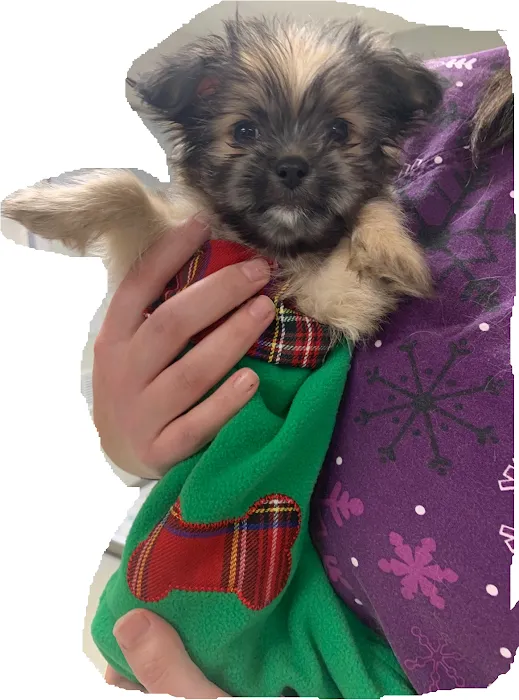 Graber's Animal Hospital Picture 1
