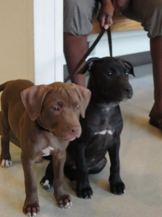 Graber's Animal Hospital Picture 7