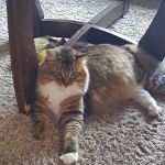 Lambertville Veterinary Clinic
