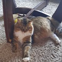 Lambertville Veterinary Clinic ico