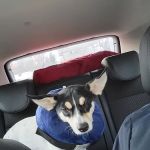 Humane Ohio
