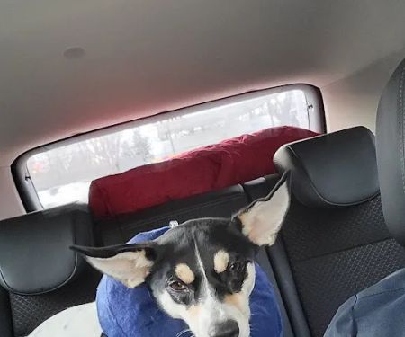 Humane Ohio