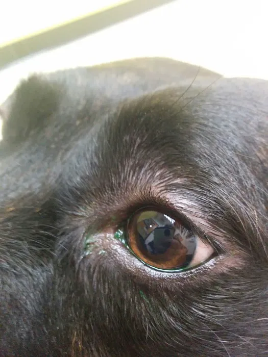 Banfield Pet Hospital Picture 9