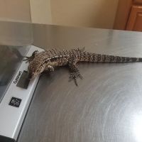 Bird & Exotic Pet Wellness Center ico