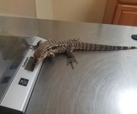 Bird & Exotic Pet Wellness Center
