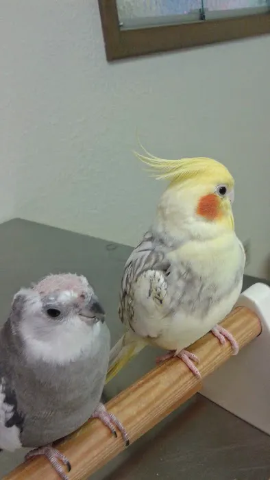 Bird & Exotic Pet Wellness Center Picture 4