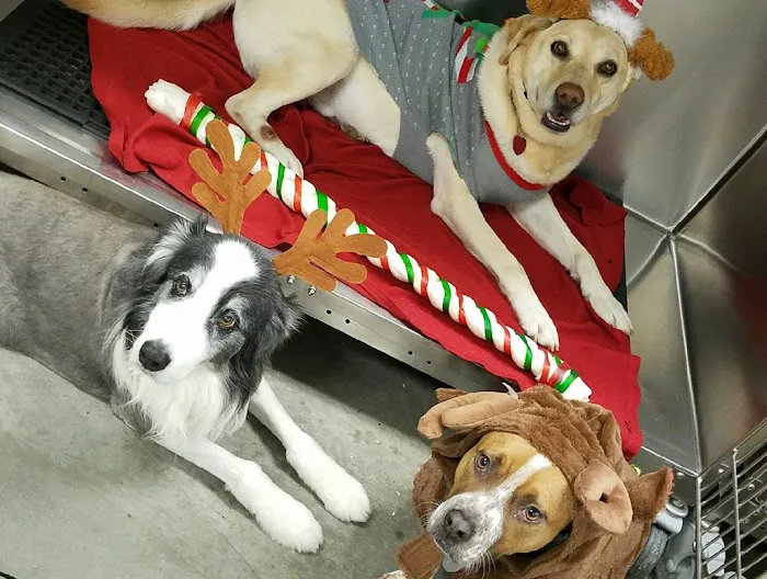 Animal Clinic of Woodruff Picture 5