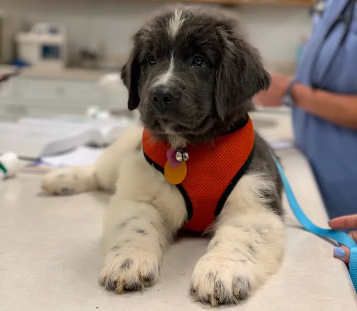 Animal Clinic of Woodruff Picture 8