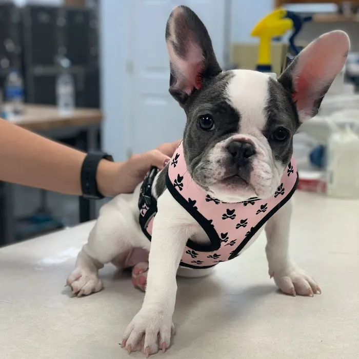 Animal Clinic of Woodruff Picture 10