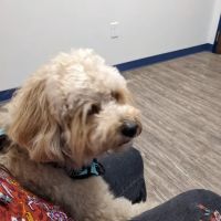 River’s Edge Animal Hospital ico