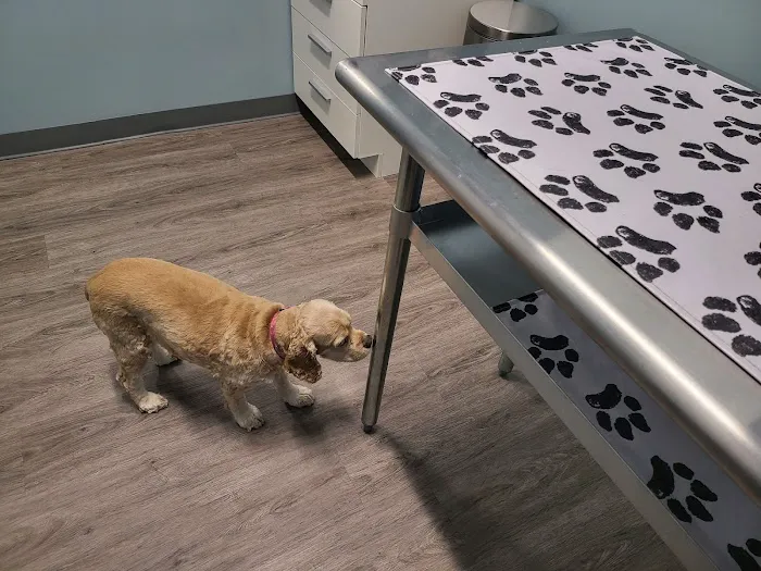 easyvet Veterinarian Fort Mill Picture 6