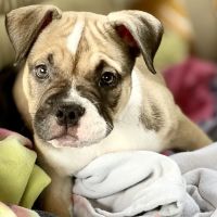 Lesslie Animal Hospital ico