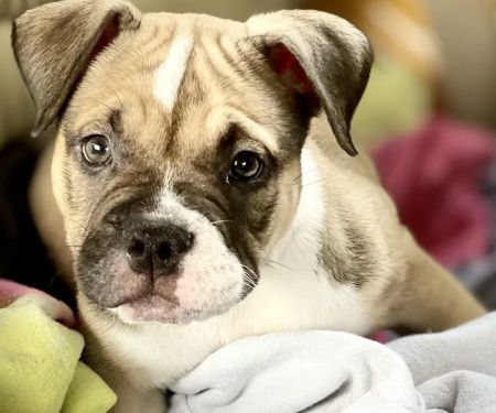 Lesslie Animal Hospital