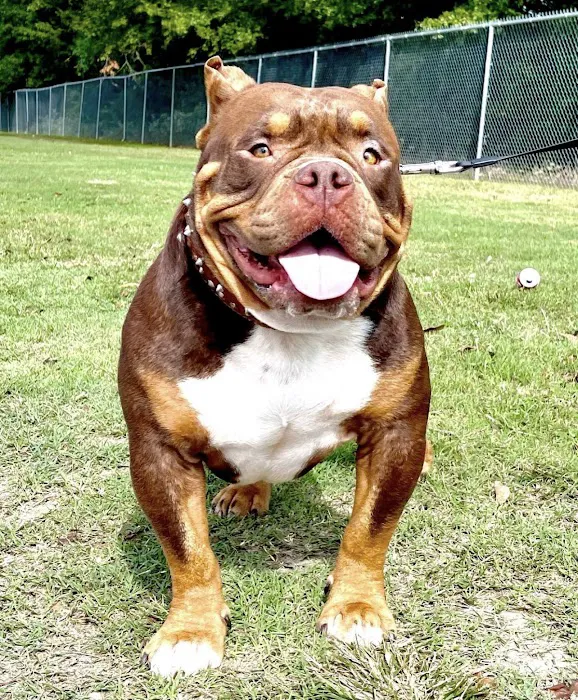 Lesslie Animal Hospital Picture 8