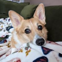 Central Carolinas Animal Hospital, LLC ico