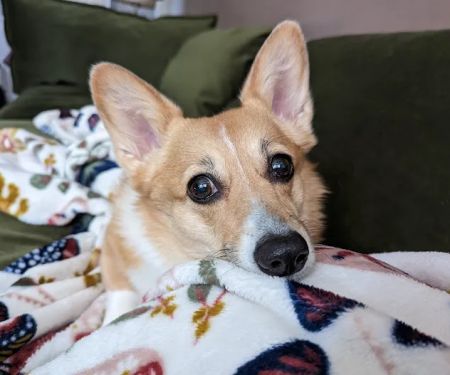 Central Carolinas Animal Hospital, LLC