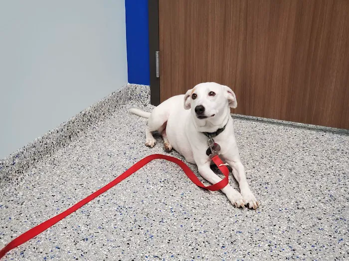 Central Carolinas Animal Hospital, LLC Picture 5