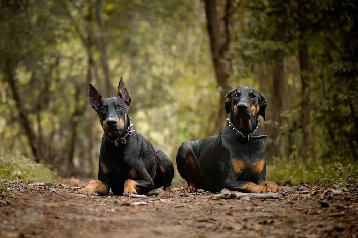 Central Carolinas Animal Hospital, LLC Picture 7