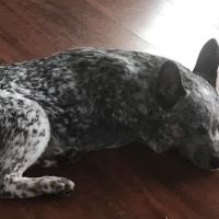 PetVet Vaccination Clinic ico