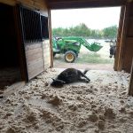 TopGun Veterinarian Service LLC