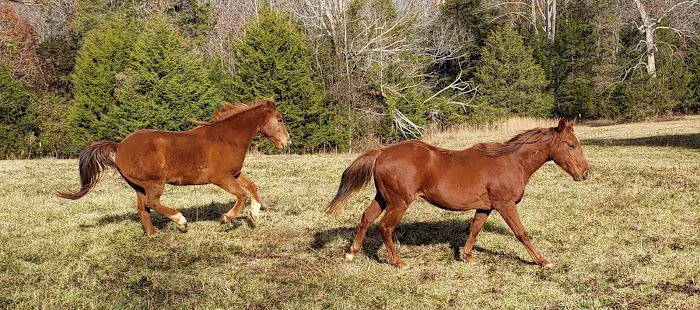 TopGun Veterinarian Service LLC Picture 4