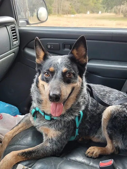 TopGun Veterinarian Service LLC Picture 10