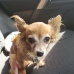 Ebenezer Animal Hospital