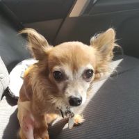 Ebenezer Animal Hospital ico