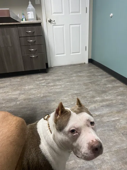 Palmetto Veterinary Medicine & Surgery Picture 2