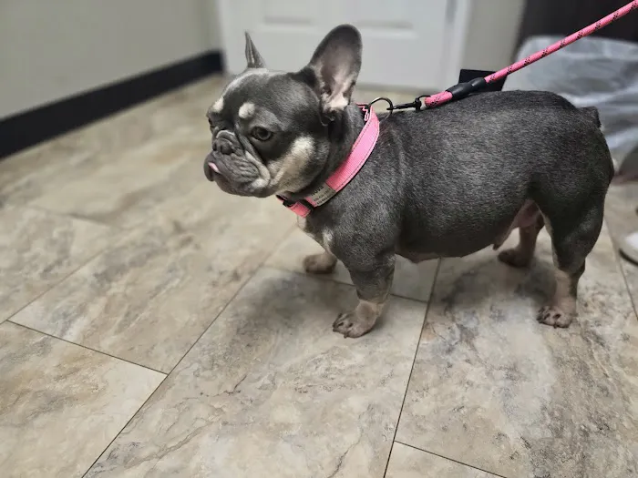 Palmetto Veterinary Medicine & Surgery Picture 3
