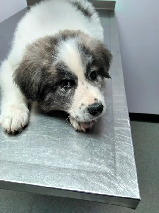 Palmetto Veterinary Medicine & Surgery Picture 7