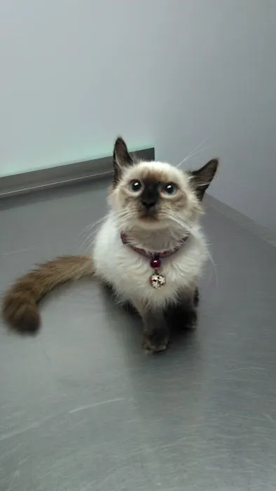 Palmetto Veterinary Medicine & Surgery Picture 6