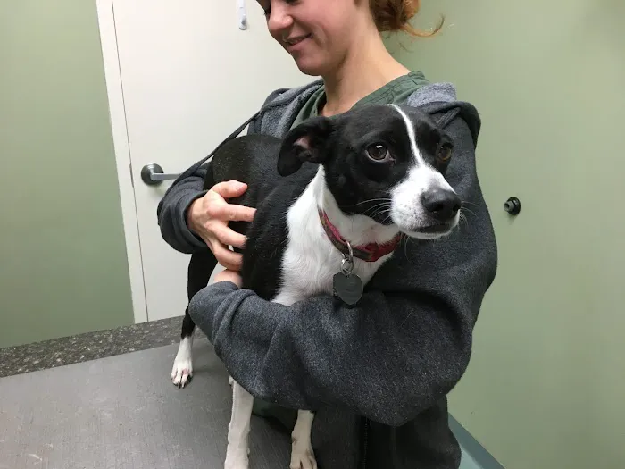 Rock Hill Animal Hospital Picture 3