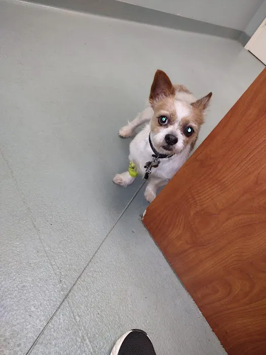 Rock Hill Animal Hospital Picture 4