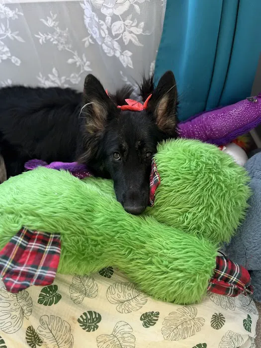 Urgent Care - Shiland Animal Hospital & Urgent Care Picture 2