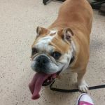 Lowrys Animal Hospital
