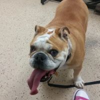 Lowrys Animal Hospital ico