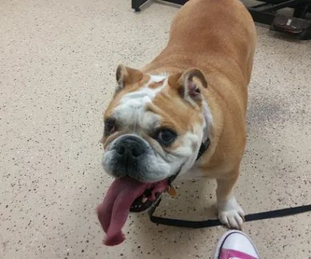 Lowrys Animal Hospital