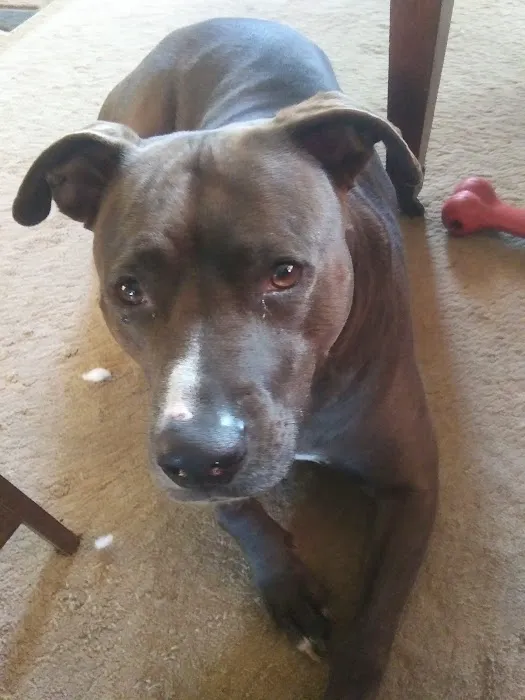 Lowrys Animal Hospital Picture 6
