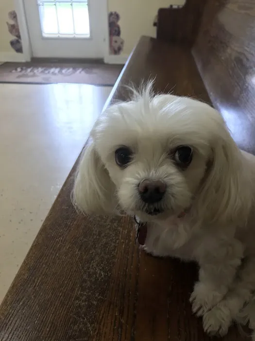 Lowrys Animal Hospital Picture 9