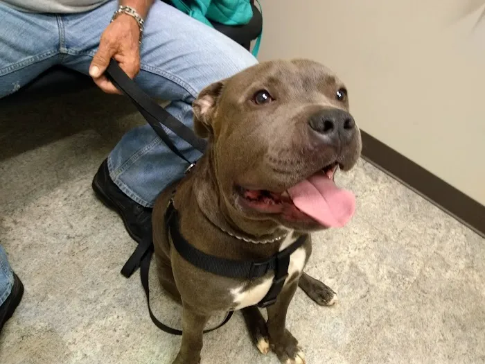 Carolina Veterinary Specialists Rock Hill Picture 6