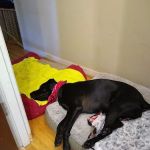 Carolina Veterinary Specialists Rock Hill